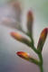 Crocosmia by Birgit Muller