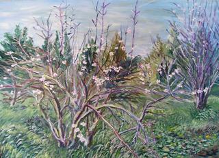 Wild Almond Trees in Bloom by Moti Lorber
