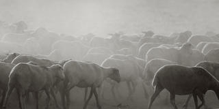 Daybreak with Sheeps 1 by Jaume Capella