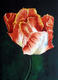 Undecided Tulip by Sarah Longlands