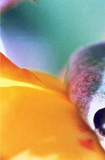 Petals Abstract by Marilyn Robertson