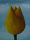 The Yellow Tulip Blue Sky by Peter McCarthy