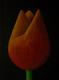 The Burnt Orange Tulip by Peter McCarthy