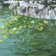 Pond I by Cohen Fus&eacute;