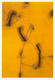Suite : Jaune by Fran&ccedil;ois Bruetschy