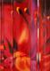 Rosso Pv 19/A by Dany Vescovi