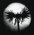 Yearning for Life. The Reproduction III by Tomy Ceballos