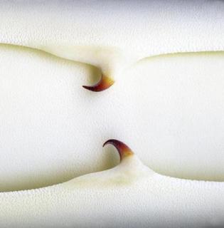 Yearning for Life. The Defense II by Tomy Ceballos