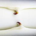 Yearning for Life. The Defense II by Tomy Ceballos