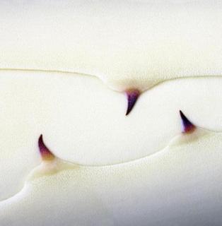 Yearning for Life. The Defense III by Tomy Ceballos